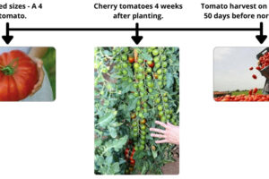 Using DPE (Defense of Planet Earth) products; Enhanced sizes - a 4 kg tomato