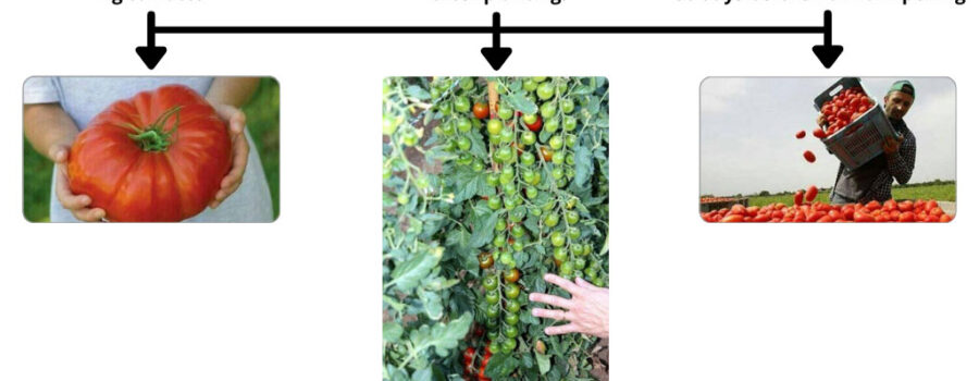 Using DPE (Defense of Planet Earth) products; Enhanced sizes - a 4 kg tomato