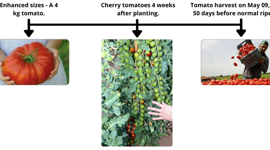 Using DPE (Defense of Planet Earth) products; Enhanced sizes - a 4 kg tomato