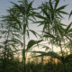 Hemp Growth